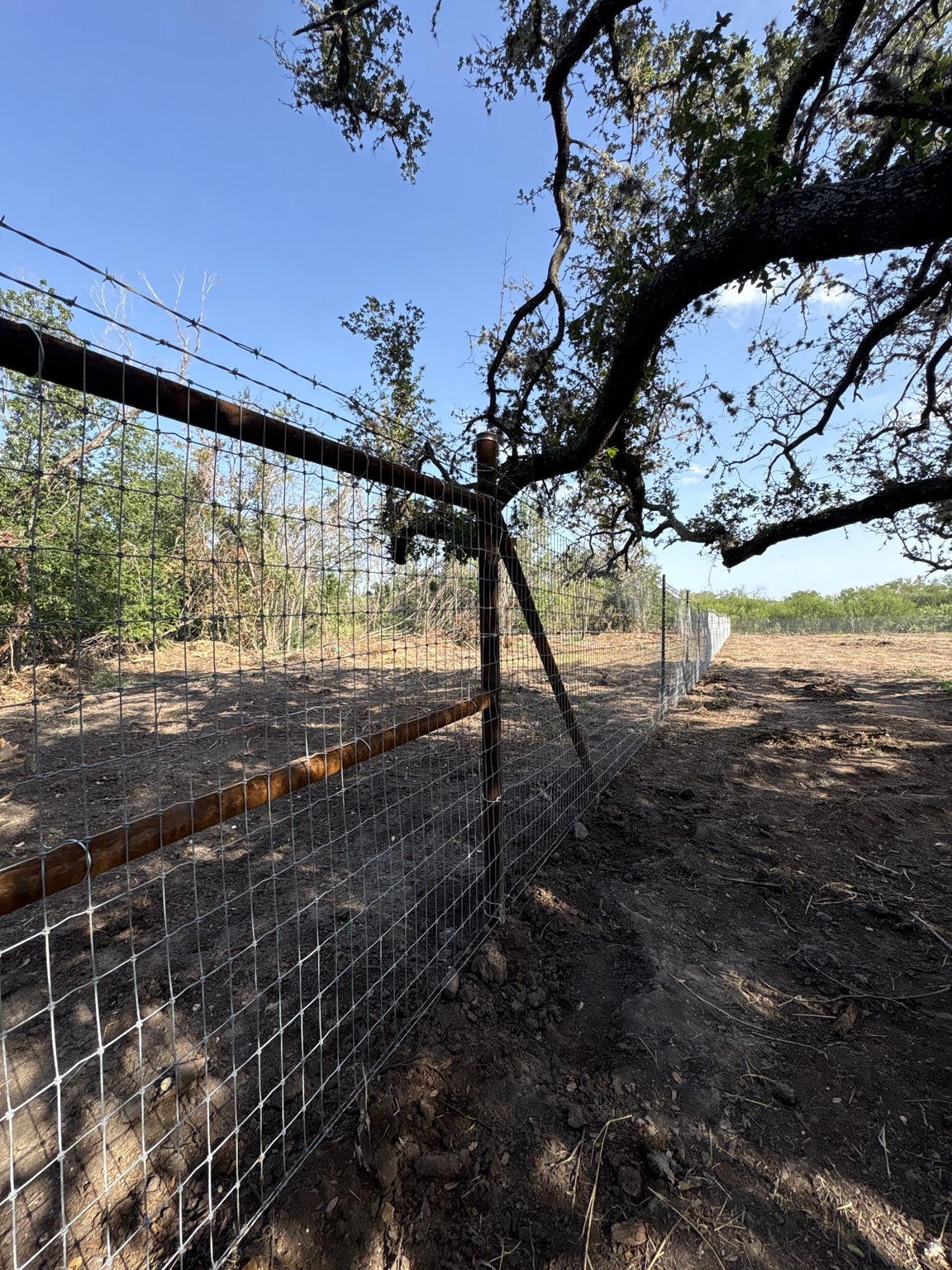 Ranch fencing built around mature oak trees on a Texas property